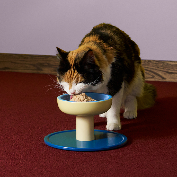 Calico cat eating Smalls fresh food from a raised yellow and blue ceramic bowl.