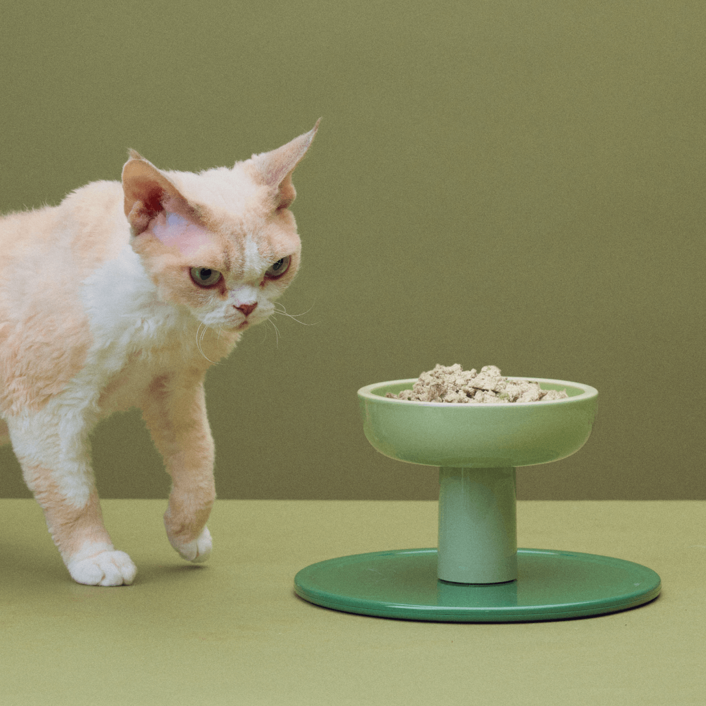 Light orange and white cat walking toward a raised green bowl filled with Smalls fresh food.