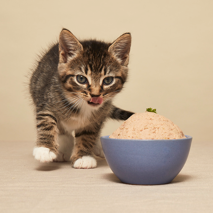 Small tabby kitten standing in front of a blue bowl filled with Smalls fresh cat food